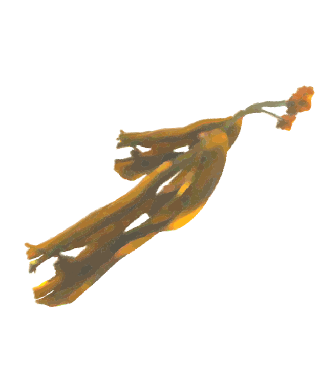 Alginate watercolor illustration