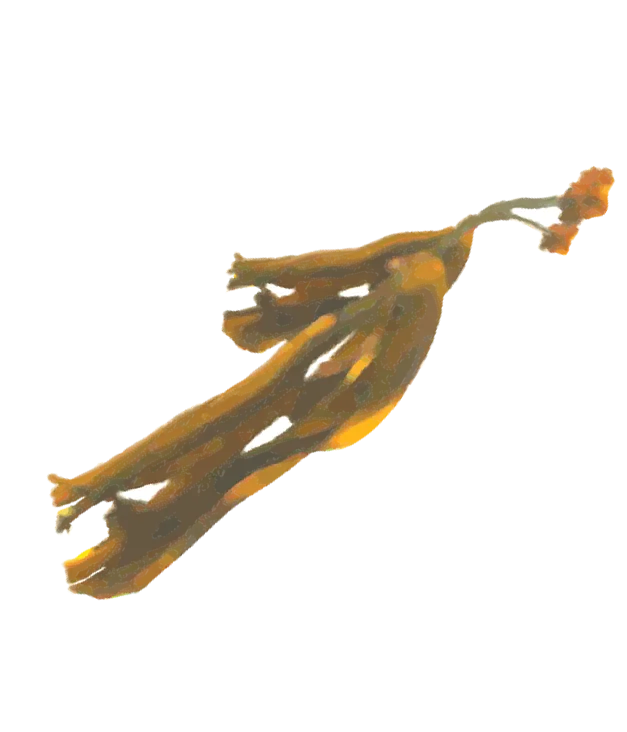 Alginate watercolor illustration