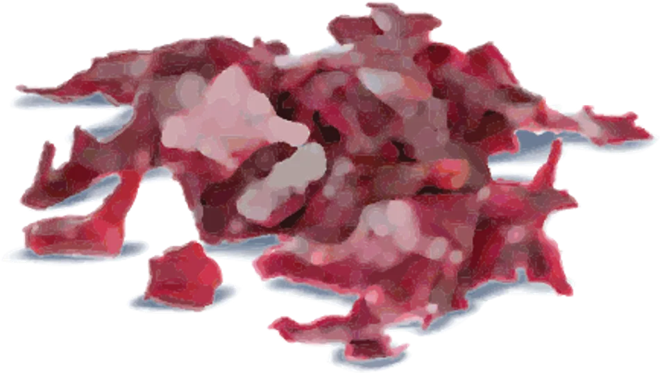 Carrageenan watercolor illustration