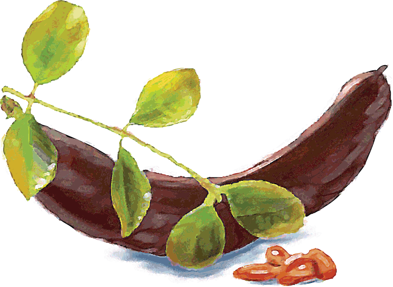 Locust Bean Gum watercolor illustration